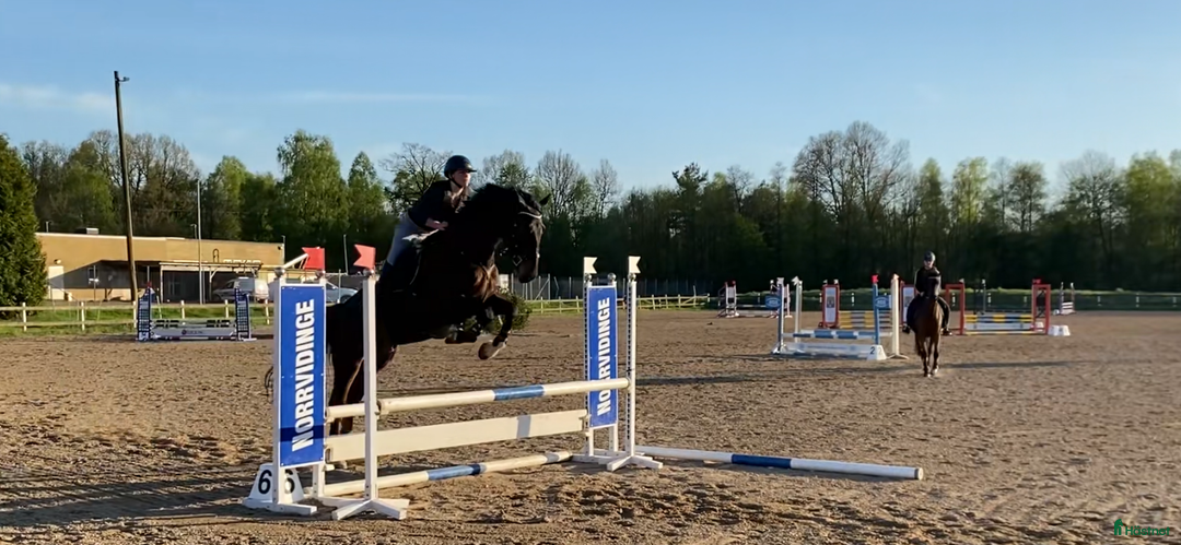 Allround hästar till salu: Trevlig SWB-valack i Perstorp - Annons 5