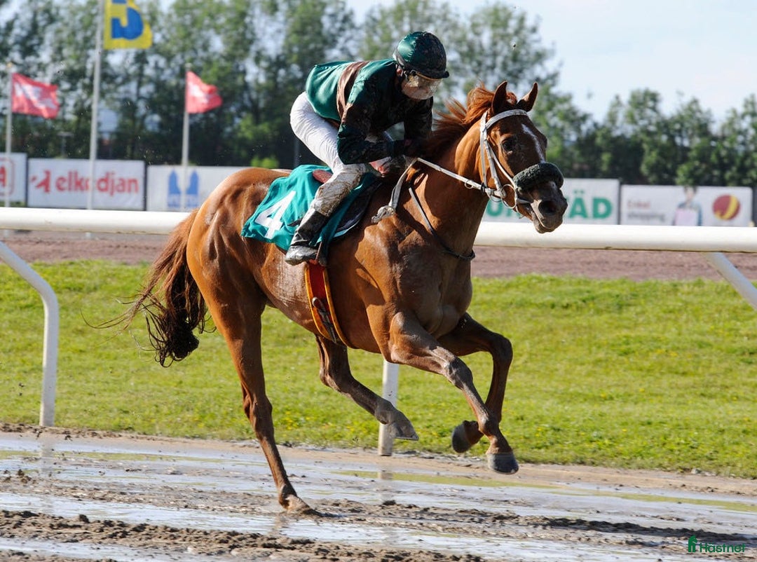  foderhäst finnes: Fullblod sto lånas ut på foder i Helsingborg - Bild 3