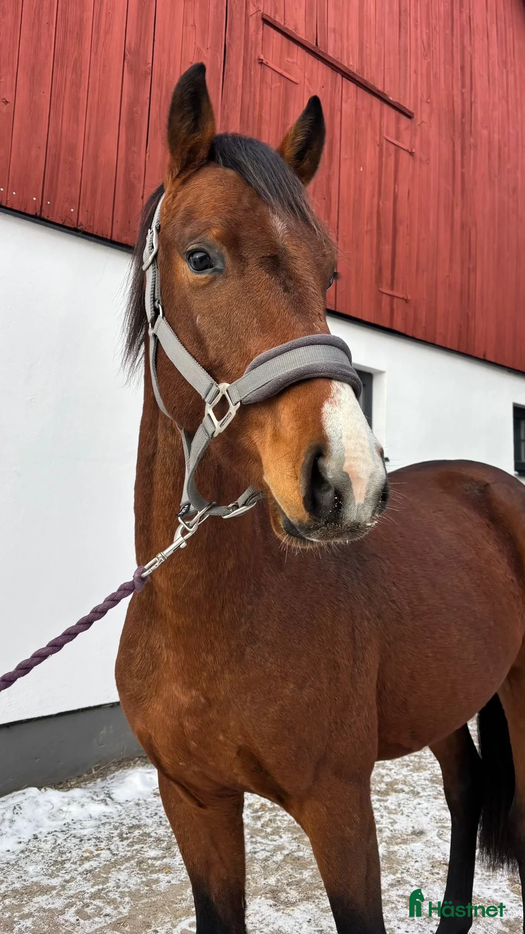 Hoppning hästar till salu: Valack 3 år - Annons 1