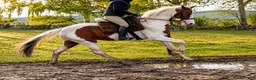 Fälttävlan hästar till salu: 3 årigt sto - Annons 2