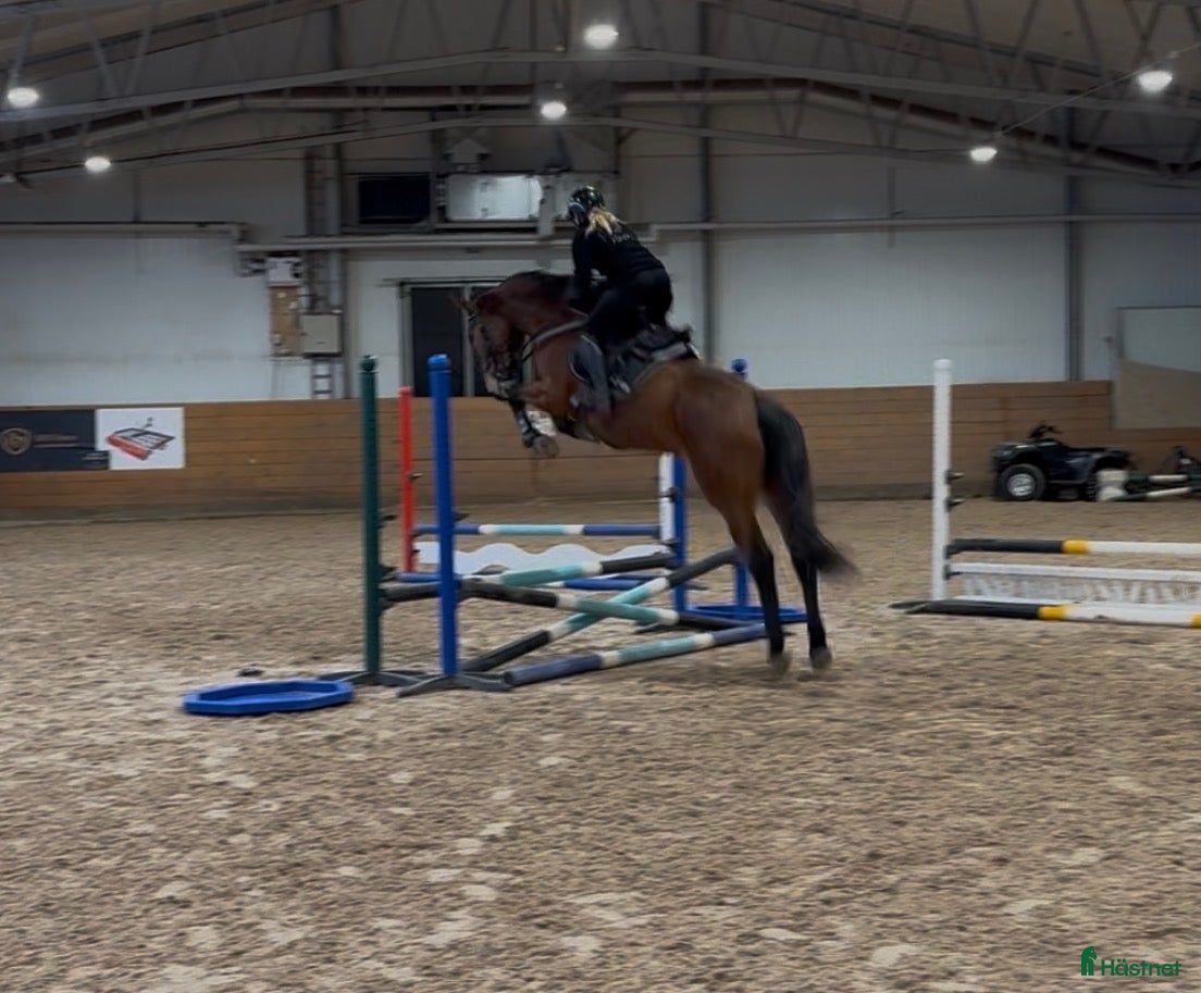  hästar Trevlig 4åring i Åtvidaberg - Annons 12