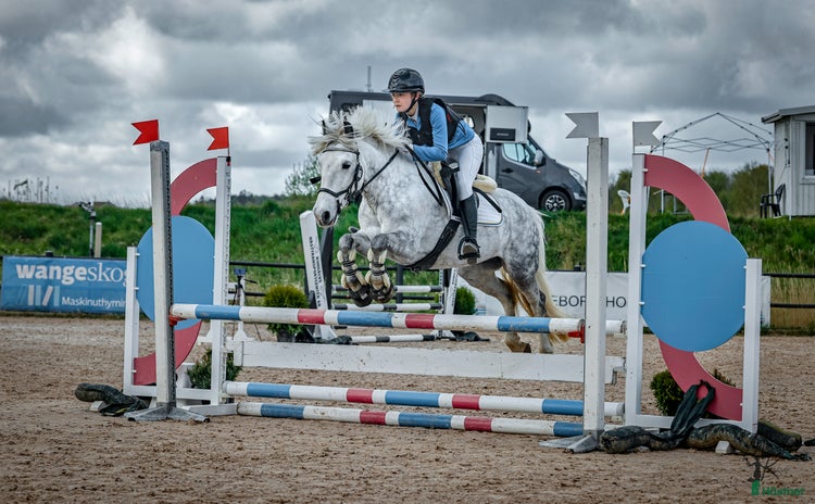  hästar i Onsala - Annons 7