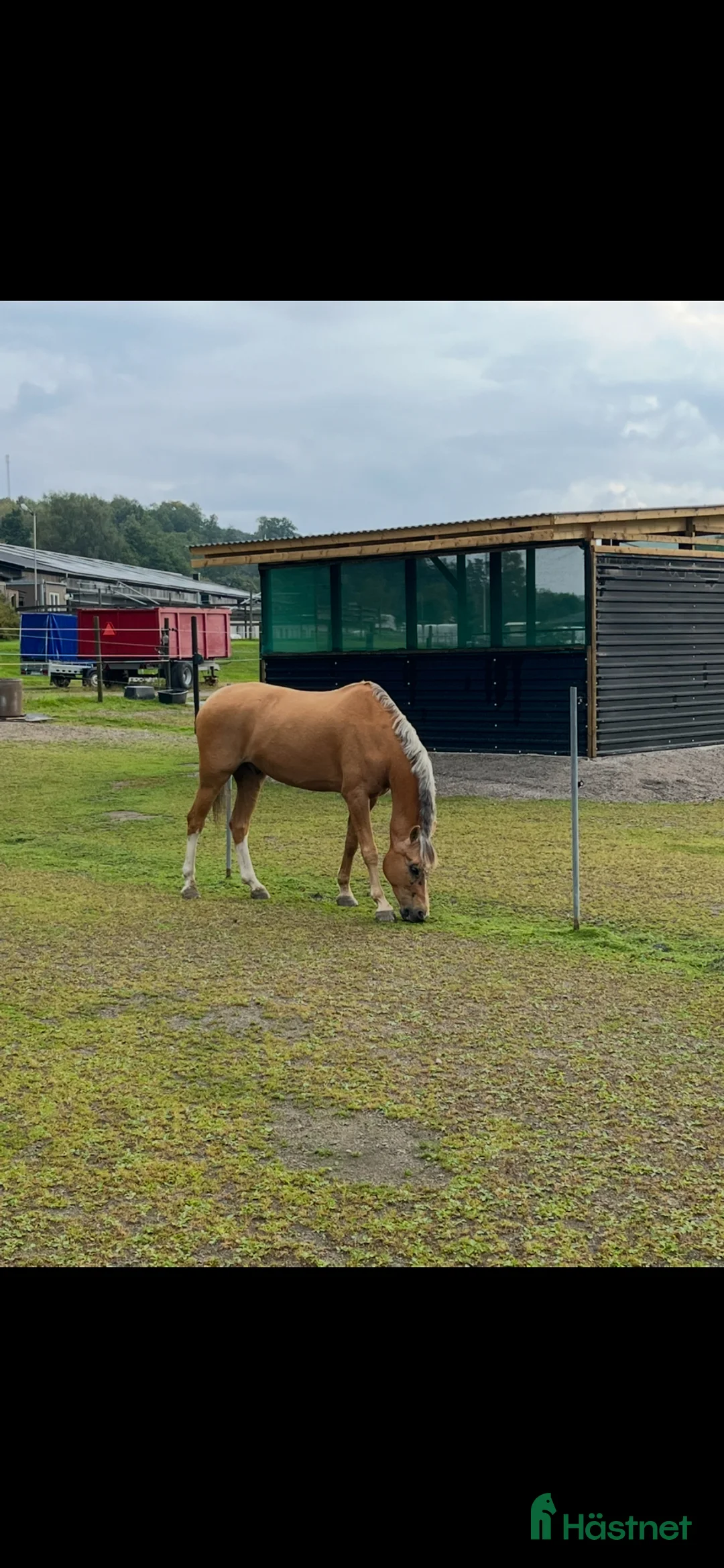 Dressyr hästar till salu: En bästa vän - Annons 1