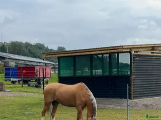 hästar En bästa vän - Annons 1