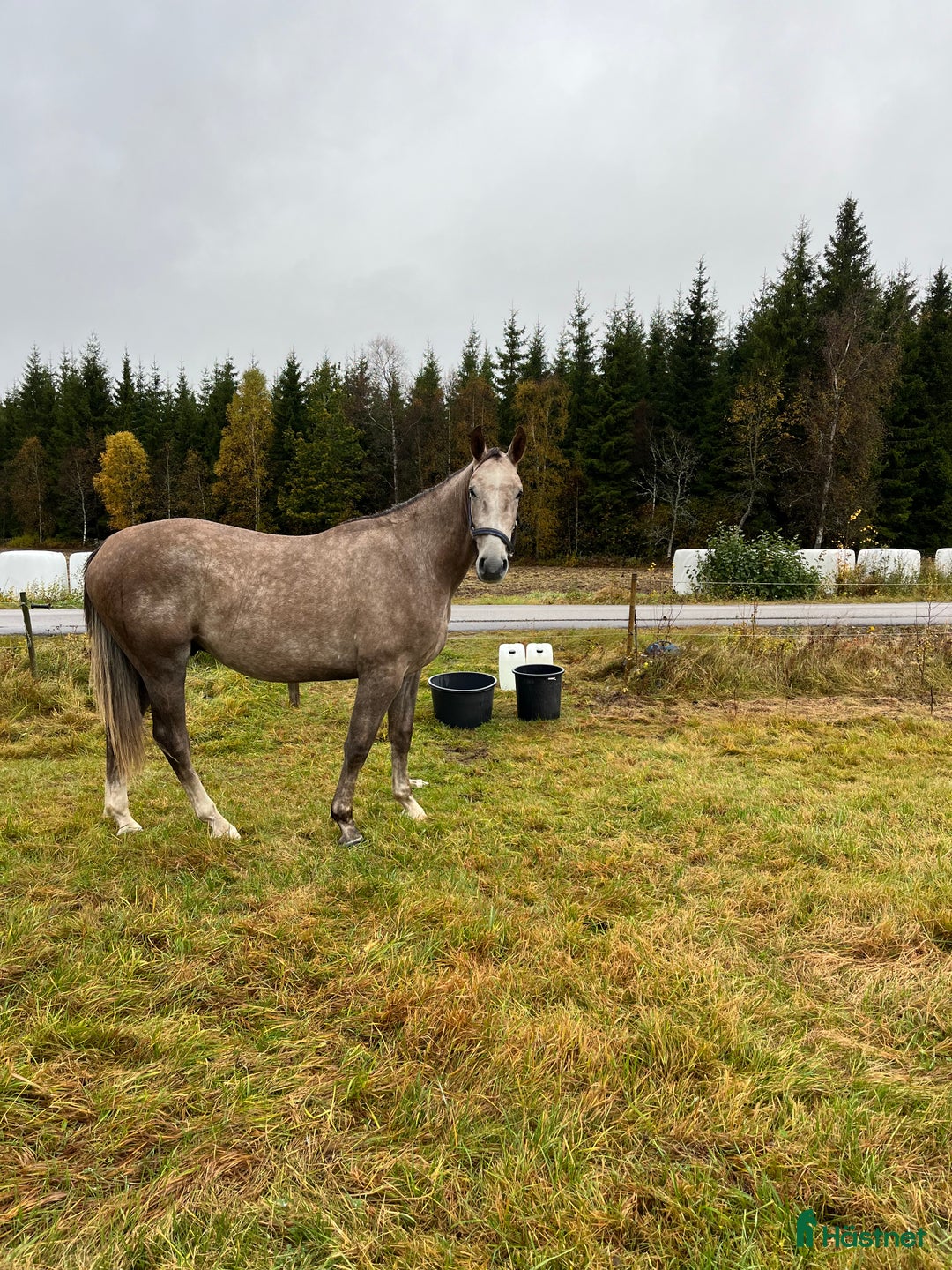 Hoppning hästar till salu: Snygg 2åring med prestations stam i Månstad - Annons 1