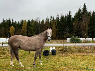 Hoppning hästar till salu: Snygg 2åring med prestations stam i Månstad - Annons 2