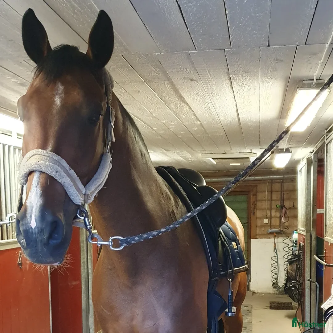 Allround hästar till salu: Bästa kompis/mor/dotter häst i Sundsvall - Bild 8