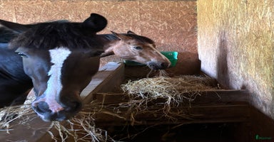  stallplats i Rävlanda - Annons 11
