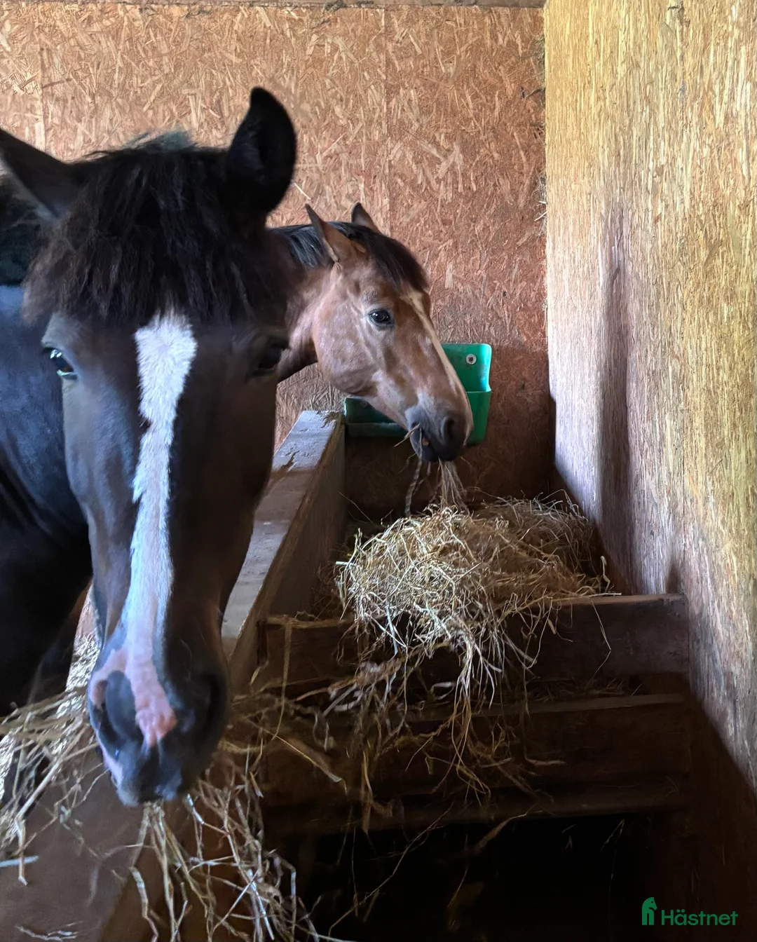  stallplats finnes: Stallplats i Rävlanda - Annons 4