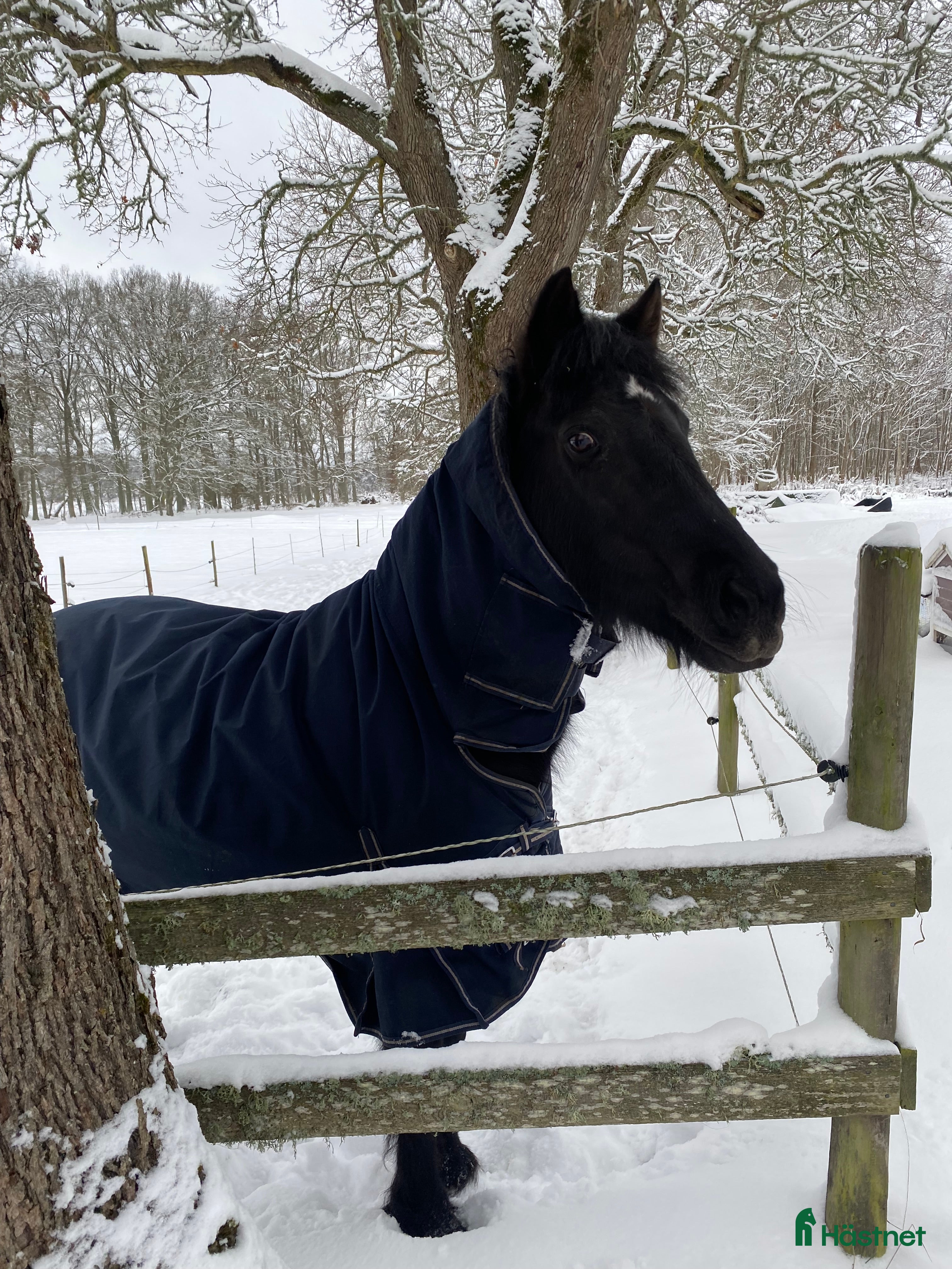  hästar Härlig bästa vän i Växjö - Annons 6