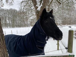 hästar Härlig skogsmulle i Växjö - Annons 11