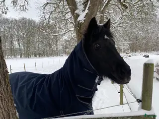 hästar Härlig bästa vän i Växjö - Annons 6