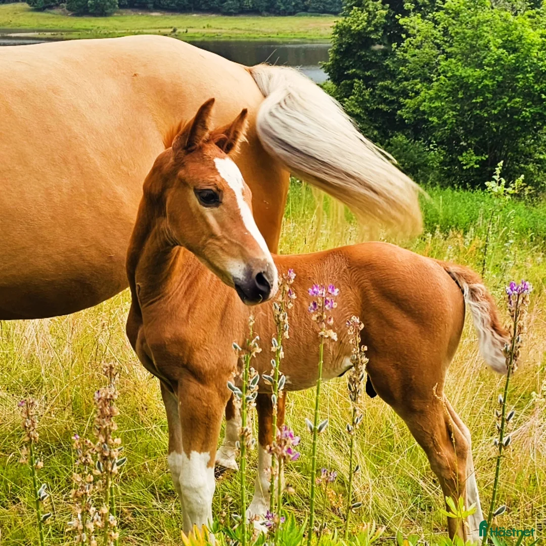 Hoppning hästar till salu: ☆☆☆Swbhingst med wowfaktor☆☆☆ i Backaryd - Annons 2