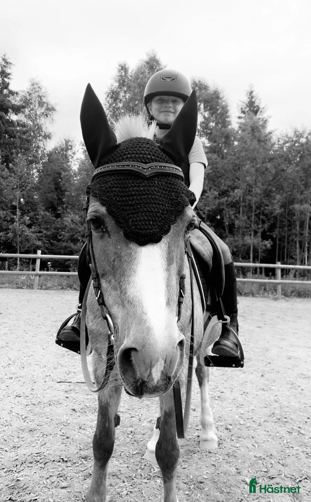 Hoppning hästar sökes: C-ponni ønsket kjøpt i Slattum - Annons 1