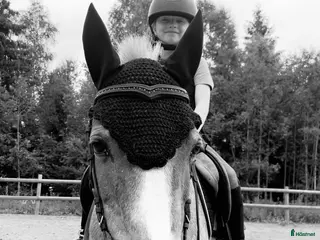 hästar C-ponni ønsket kjøpt i Slattum - Annons 1