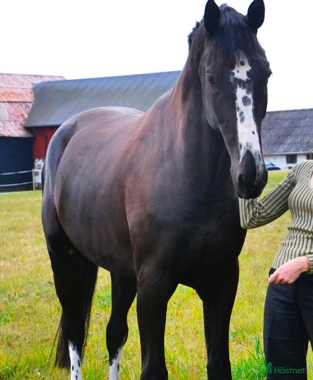 medryttarhäst finnes: Medryttare sökes till Helge 1–2 gånger i veckan i Hanaskog - Annons 13