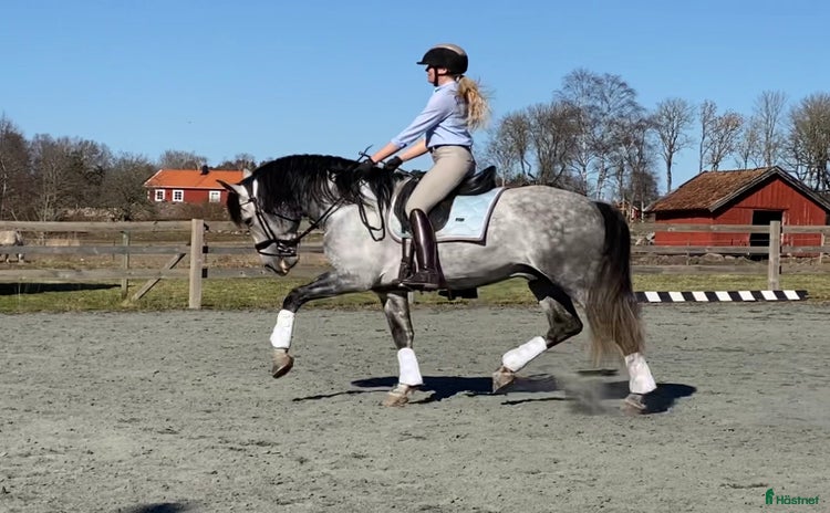  hästar i Kode - Annons 12