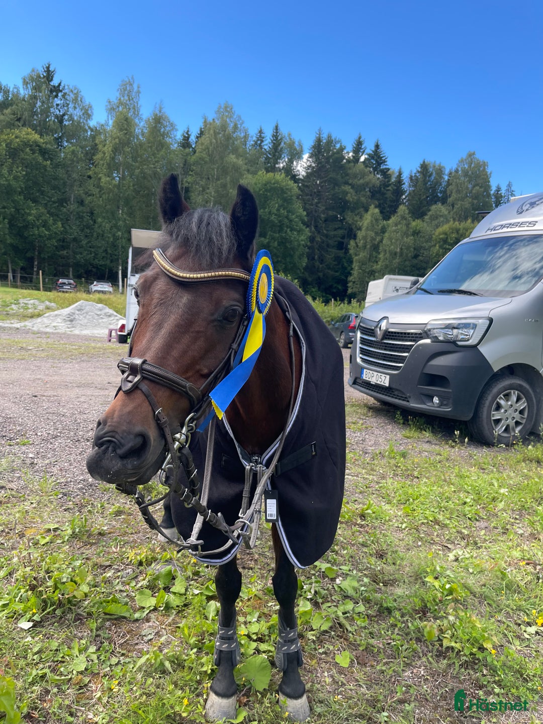 Hoppning hästar till salu: Rosett plockare i Sala - Annons 10