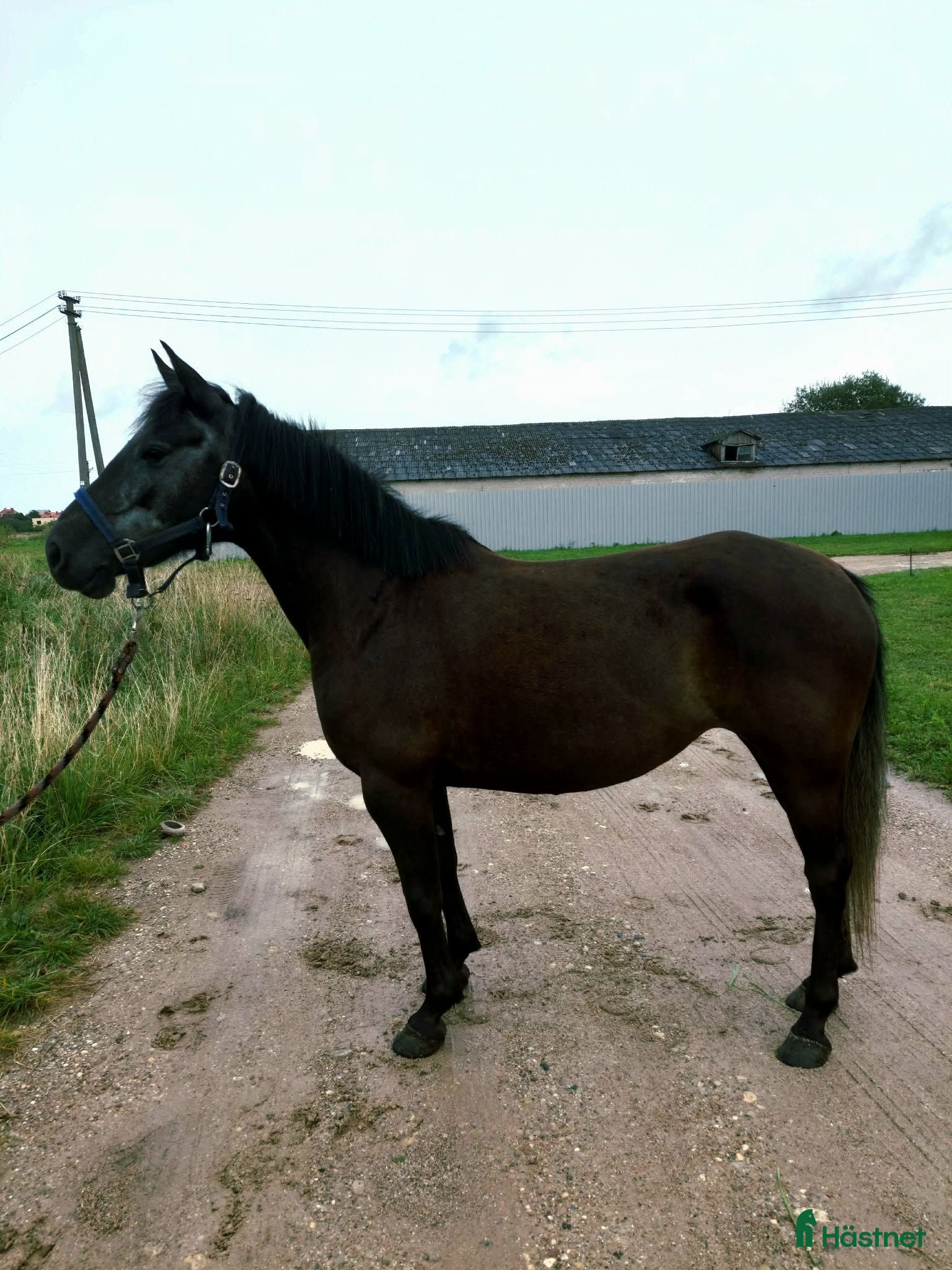  hästar Perfect pony for sale - Annons 5