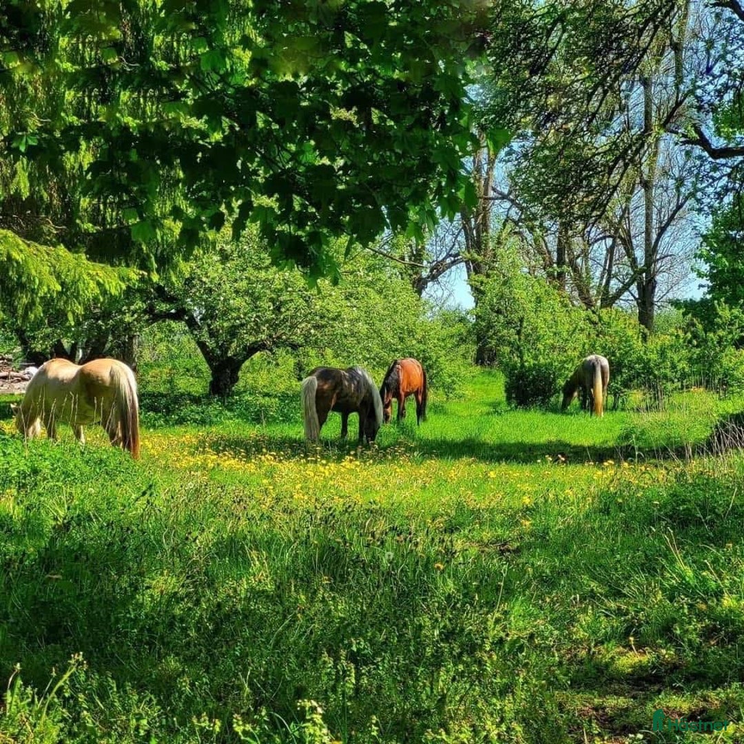  stallplats finnes: Boxplats i Vikingstad - Annons 4