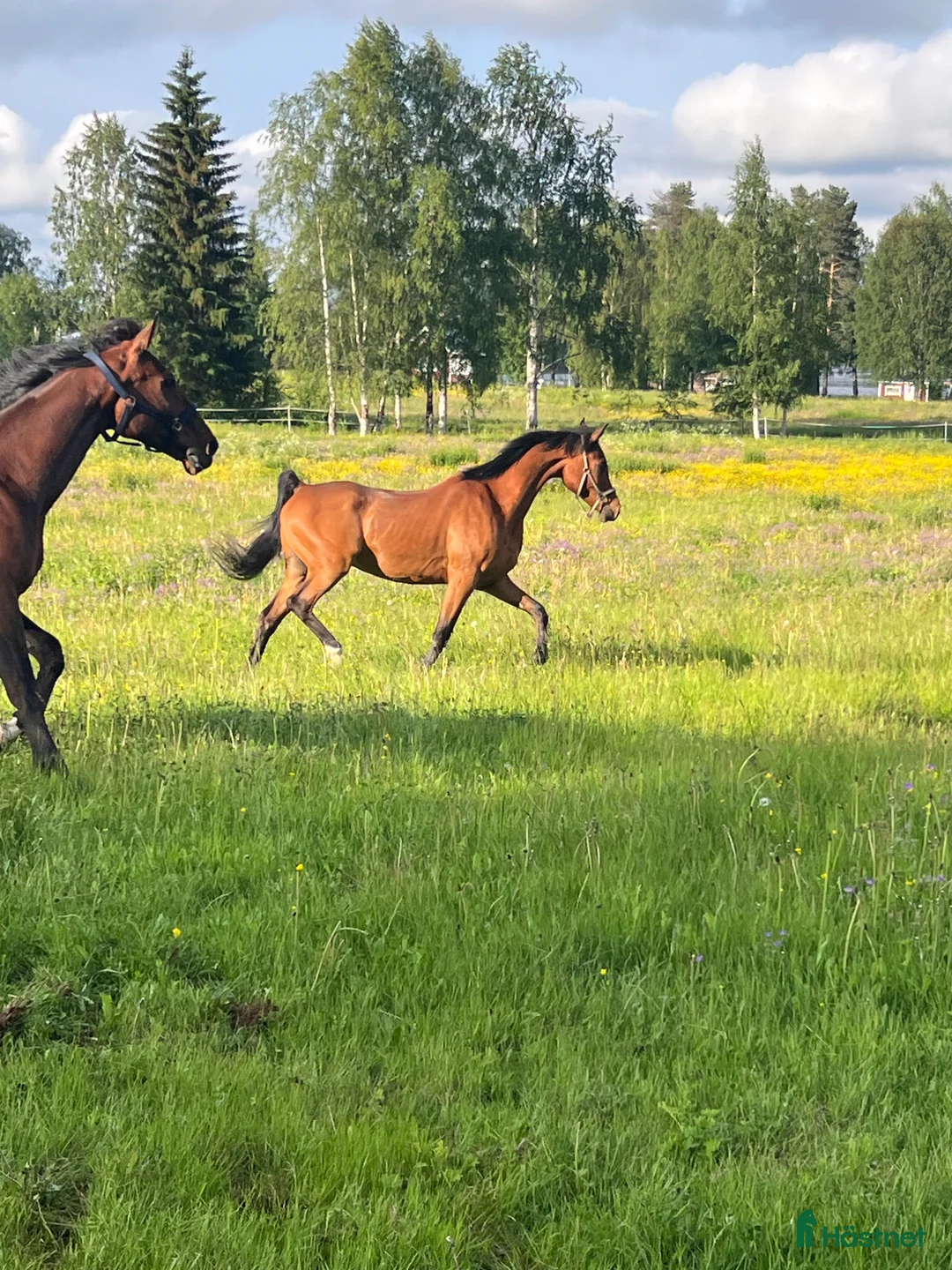 Allround hästar till salu: Snäll 11-årig arabvalack – trevlig hobbyhäst i Boden - Annons 6