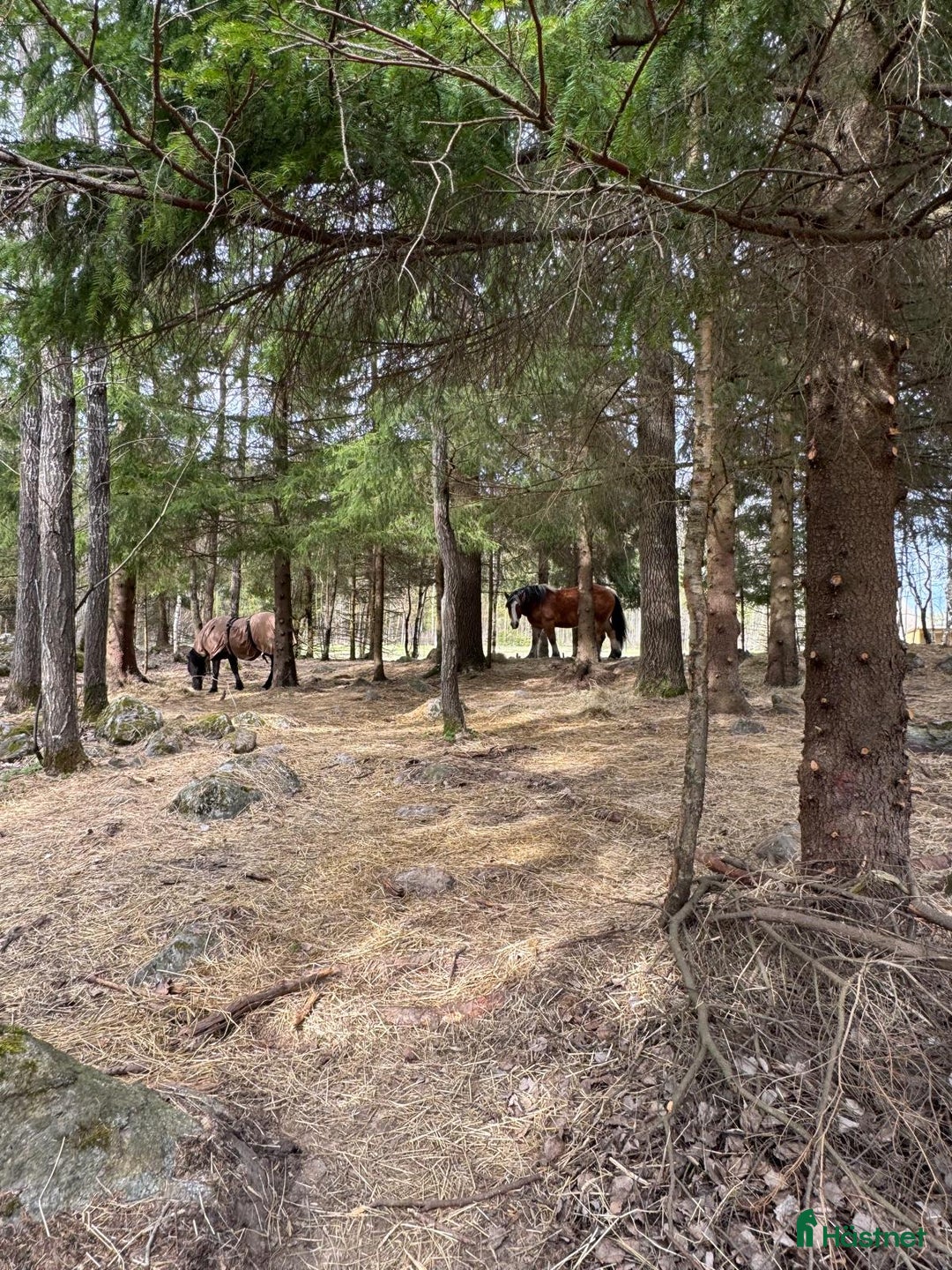  stallplats finnes: Lösdrift Grödinge i Grödinge - Annons 4