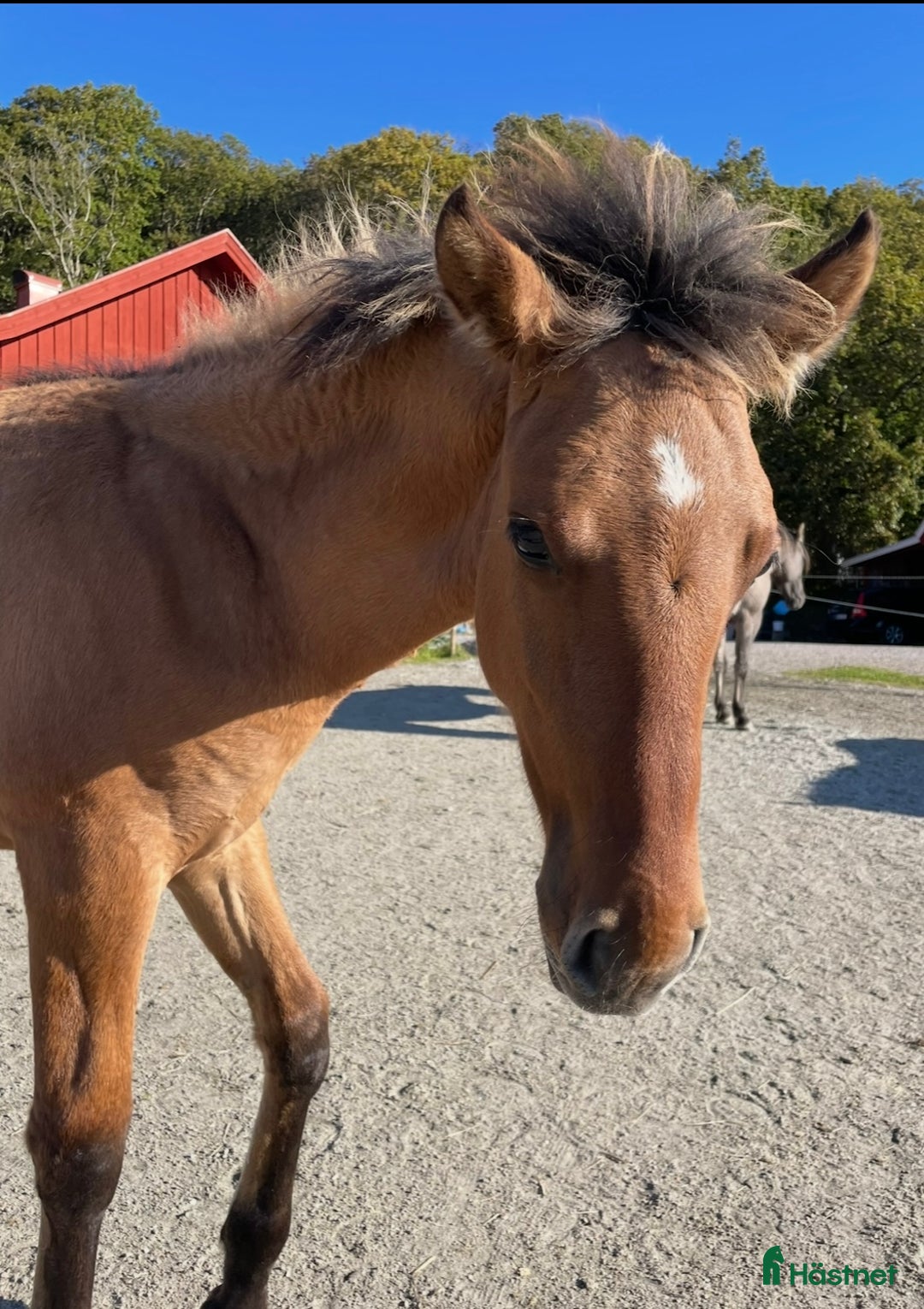 Allround hästar till salu: Kigermustang i Klövedal - Annons 3