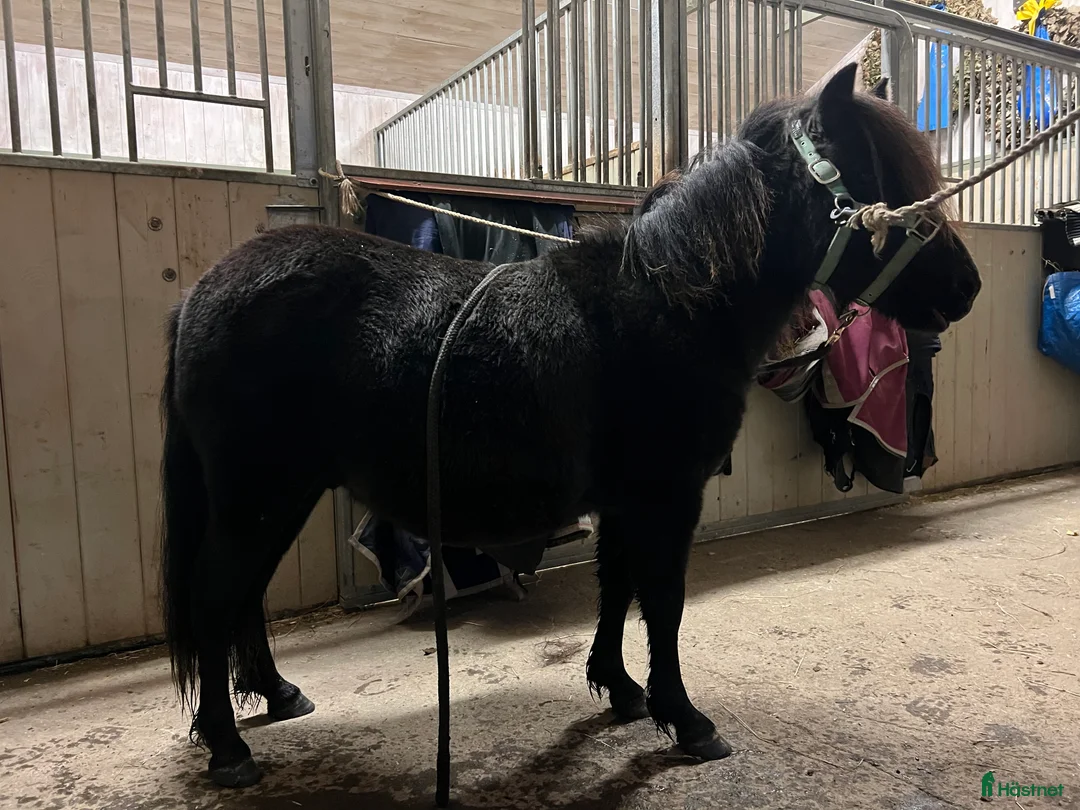 Trav hästar till salu: Fin tvååring till trav i Trångsviken - Annons 2