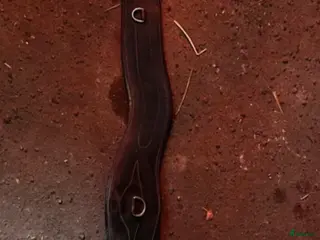 Sadeltillbehör hästutrustning Lädergjord i Hörby - Annons 23