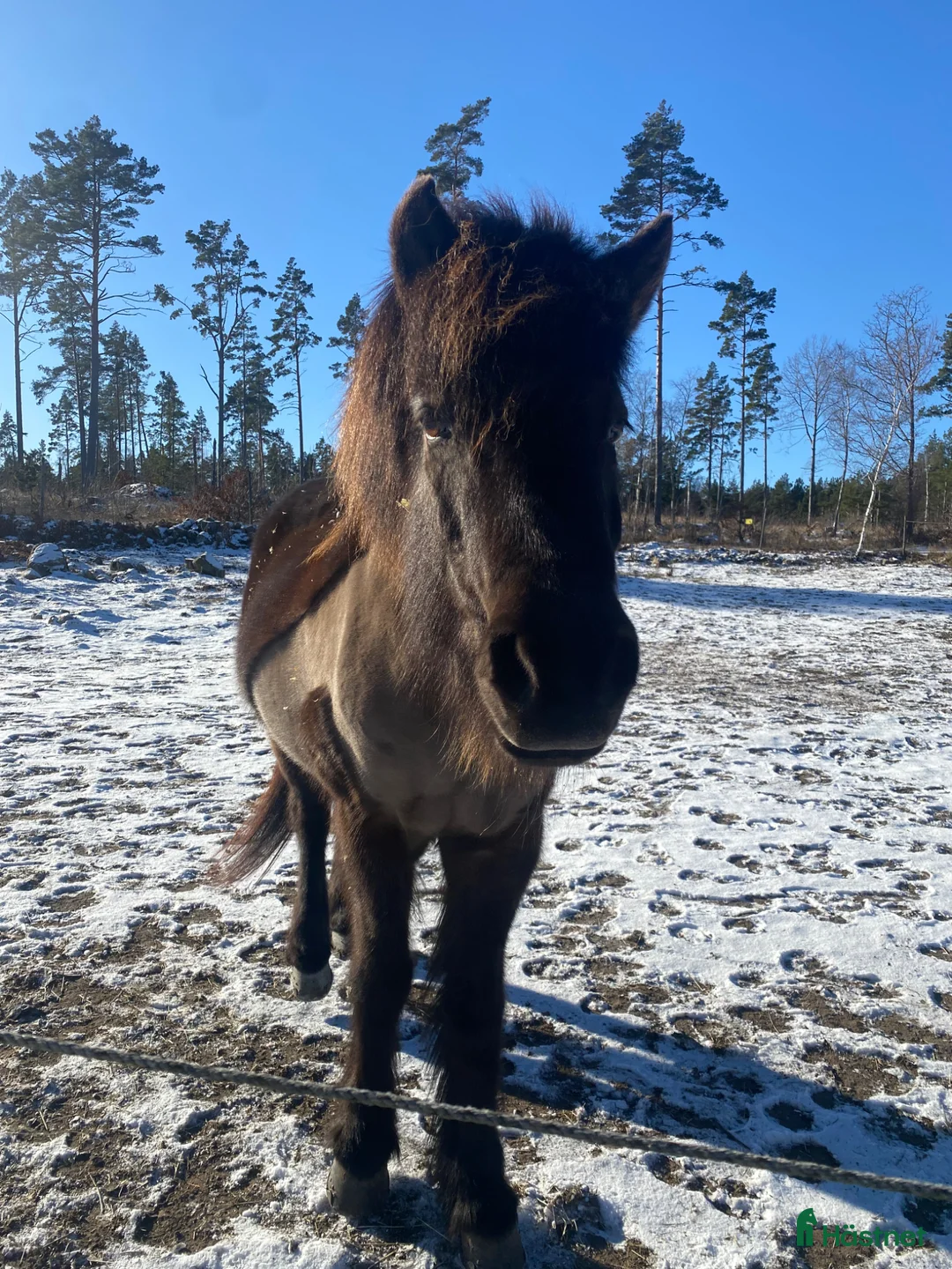 Island hästar till salu: Värdens finaste häst❤️ i Oskarshamn - Annons 2