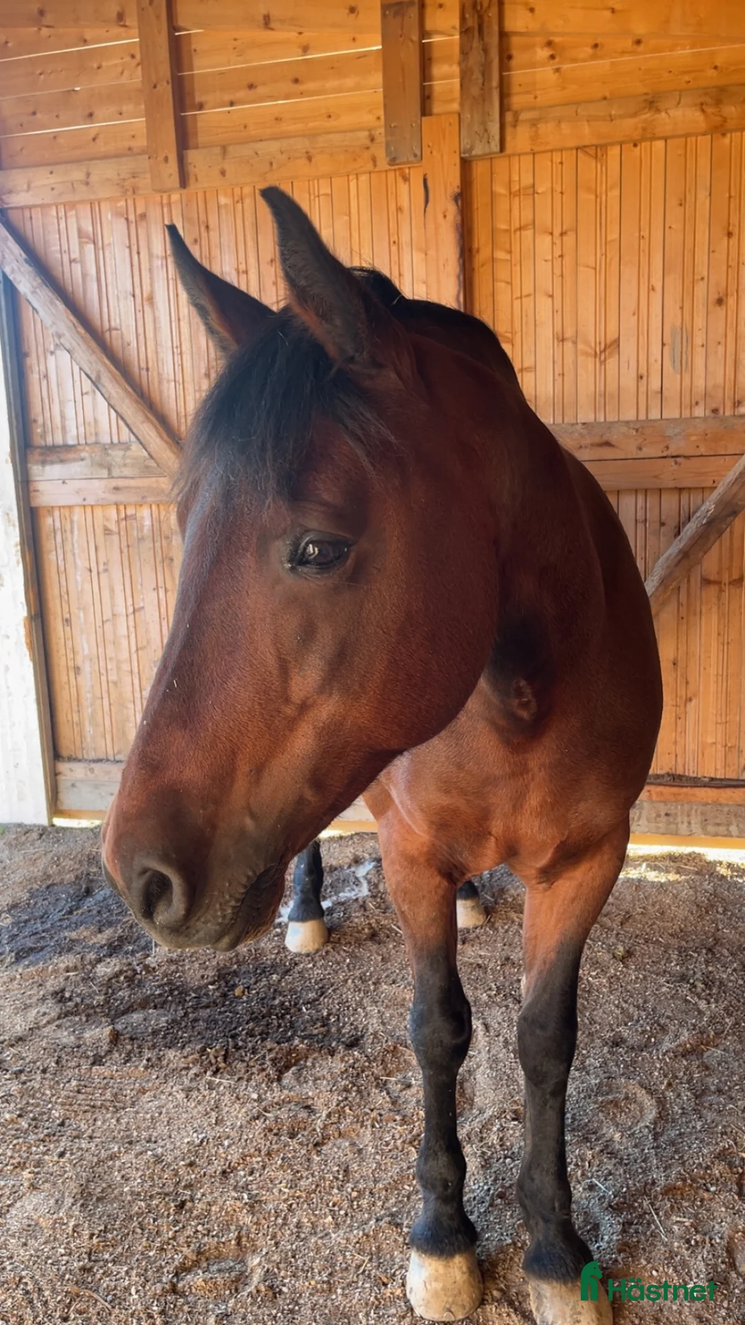 Allround hästar till salu: Snällaste läromästaren söker nytt hem - Annons 5