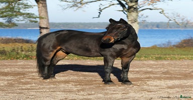  hästar i Västervik - Annons 10