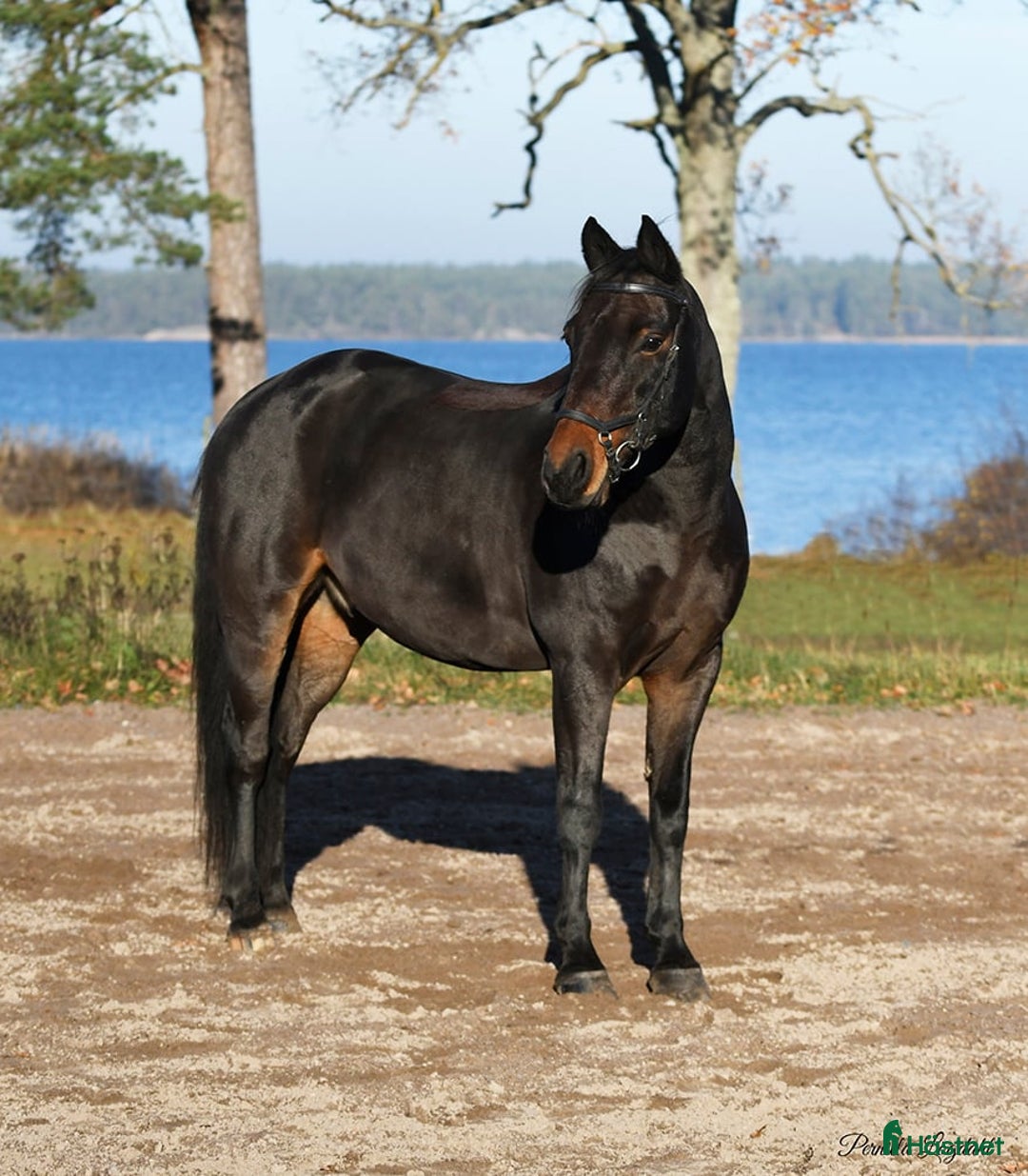 Allround hästar till salu: Tillfälligt Prissänkt! i Västervik - Annons 2