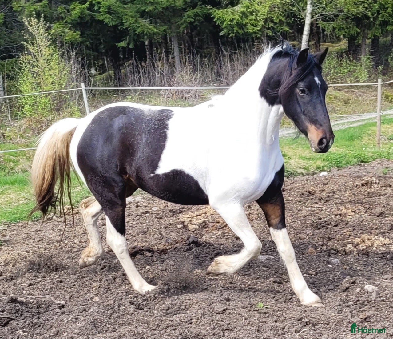  hästar Barockpinto i Åmål - Annons 15