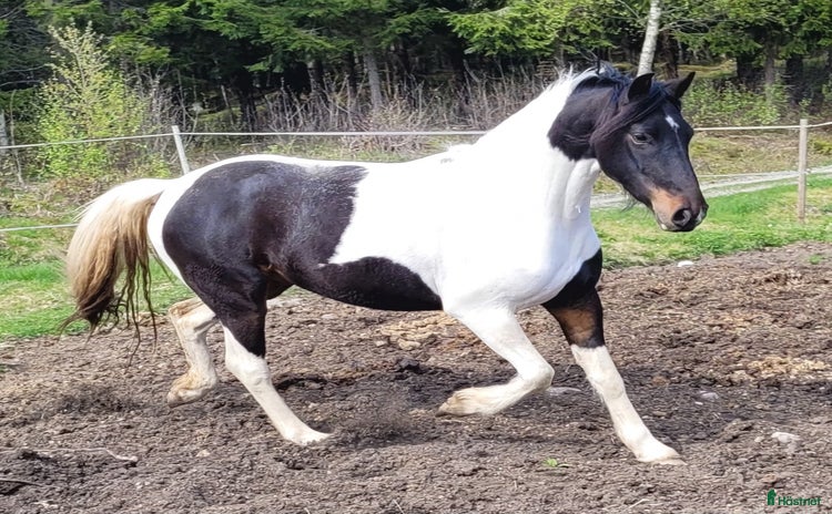  hästar i Åmål - Annons 2