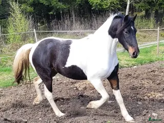 hästar Barockpinto i Åmål - Annons 13