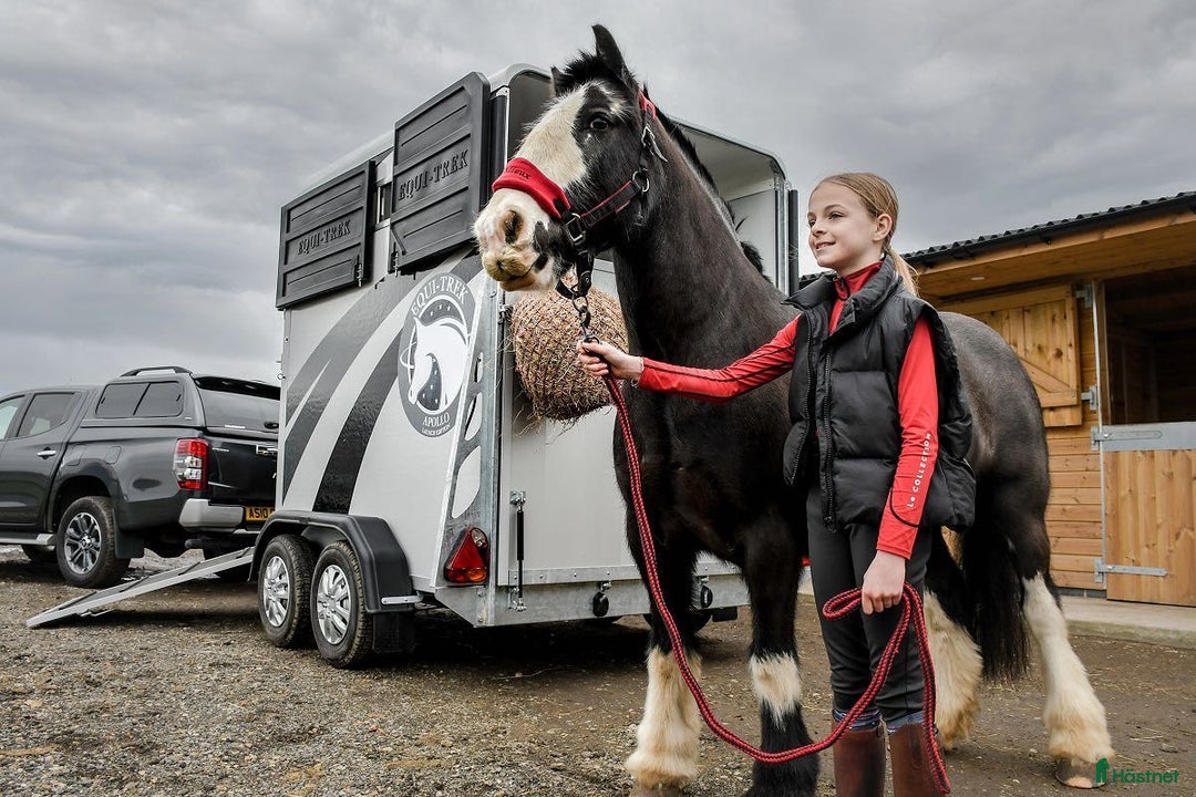 Hästtransporter  fordon & transport till salu: Equi Trek Apollo  i Kareby - Annons 2