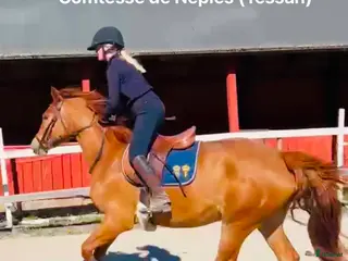 hästar Lovande och charmig unghäst - Annons 1