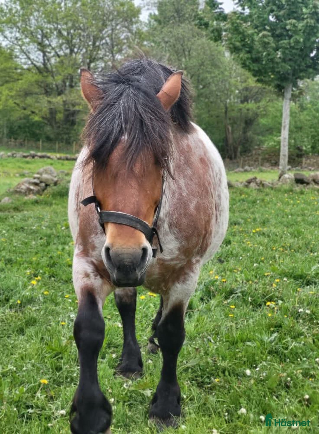 Allround hästar till salu: Ardenner mare i Brösarp - Annons 7