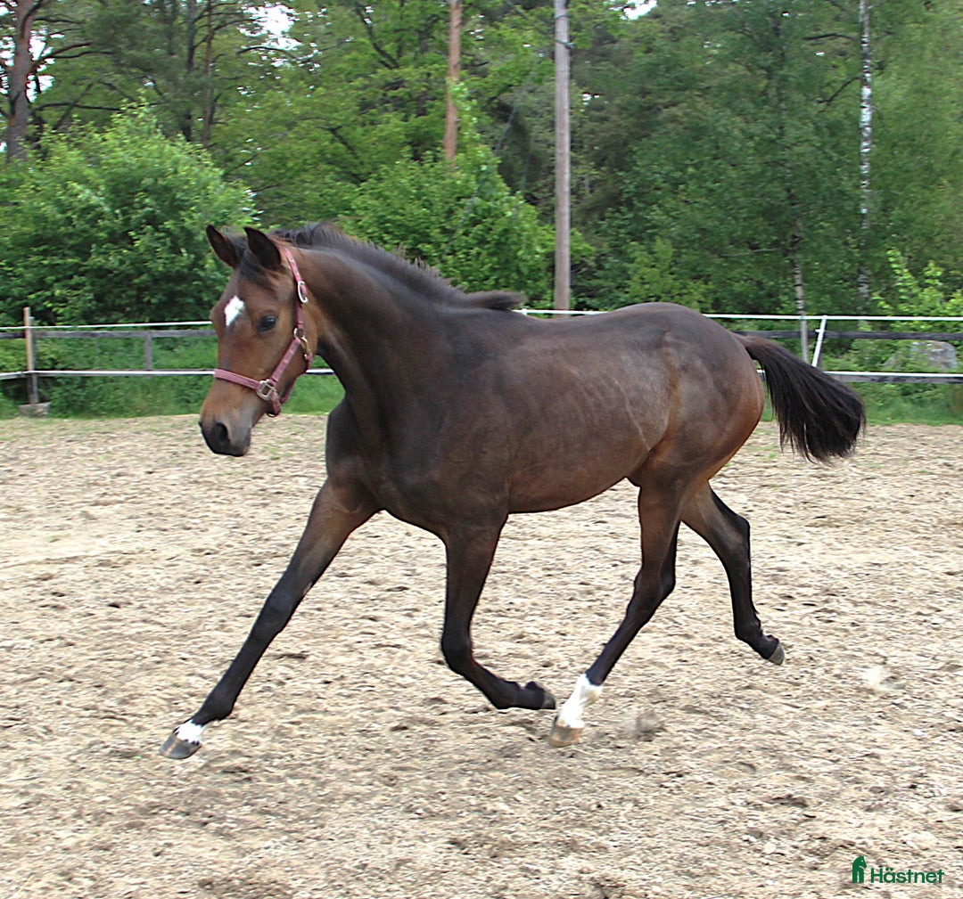 Dressyr hästar till salu: Kvalitets åring i Bollebygd - Annons 2