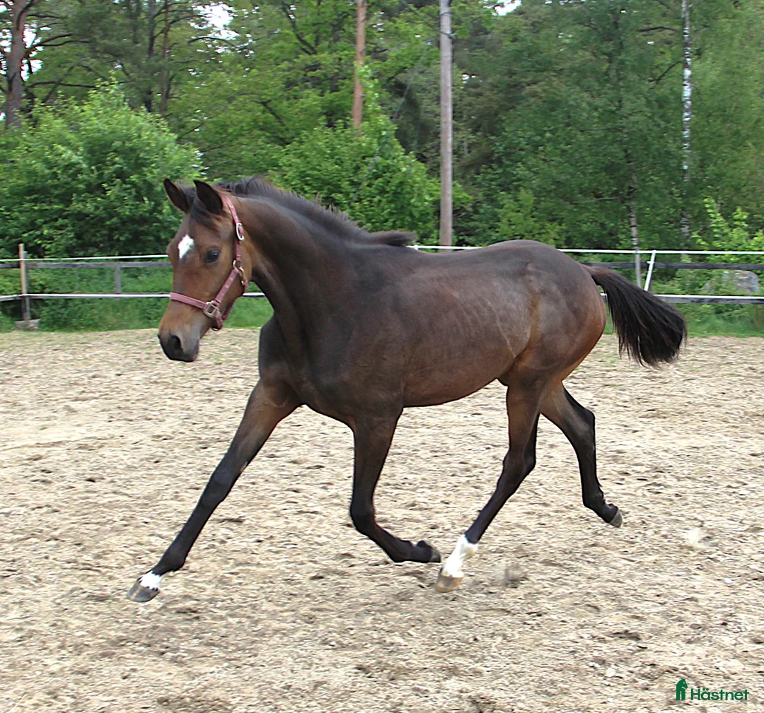 Dressyr hästar till salu: Kvalitets åring i Bollebygd - Annons 2