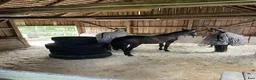  stallplats finnes: Bete - lösdriftsplats i Bjärnum - Annons 3