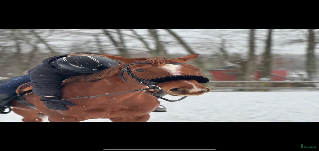 Galleribild {{count}}