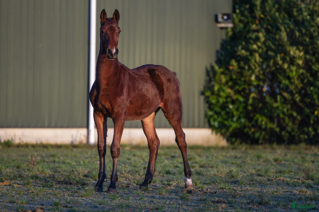 Hoppning hästar till salu: 1-åring e Chacco-Blue x Vigo D’Arsouilles - Annons 5