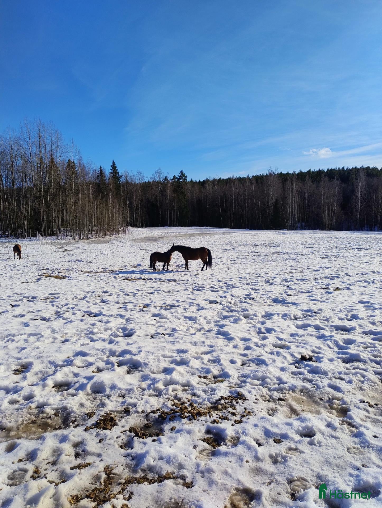  stallplats finnes: Lösdrift med tillgång till box  - Annons 7