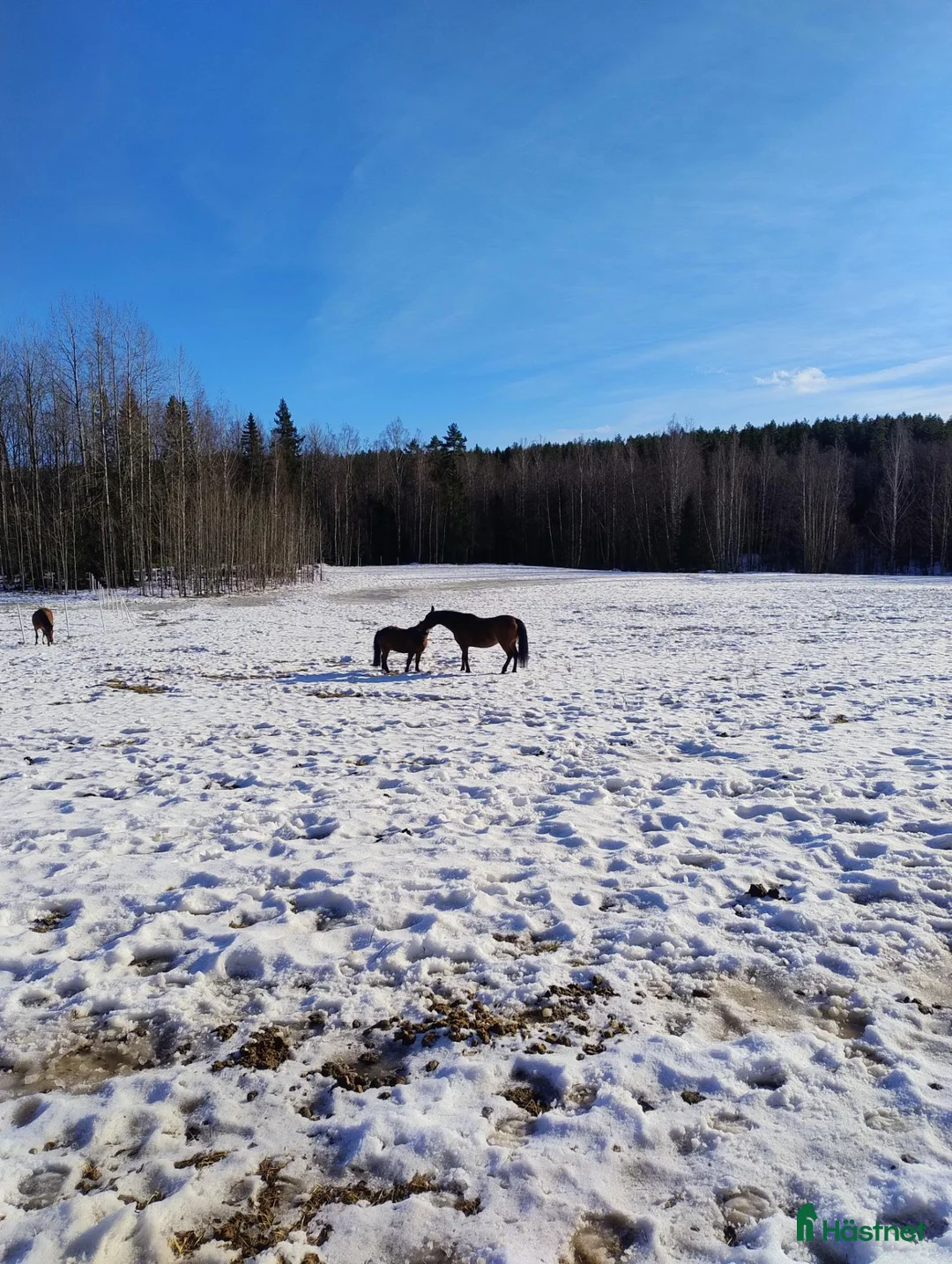  stallplats finnes: Lösdrift med tillgång till box  - Annons 1