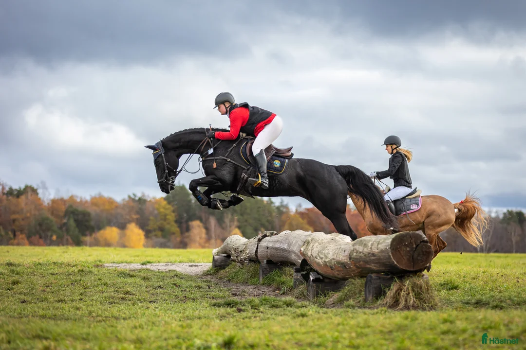 Allround hästar till salu: Häftigt Sto - Annons 1