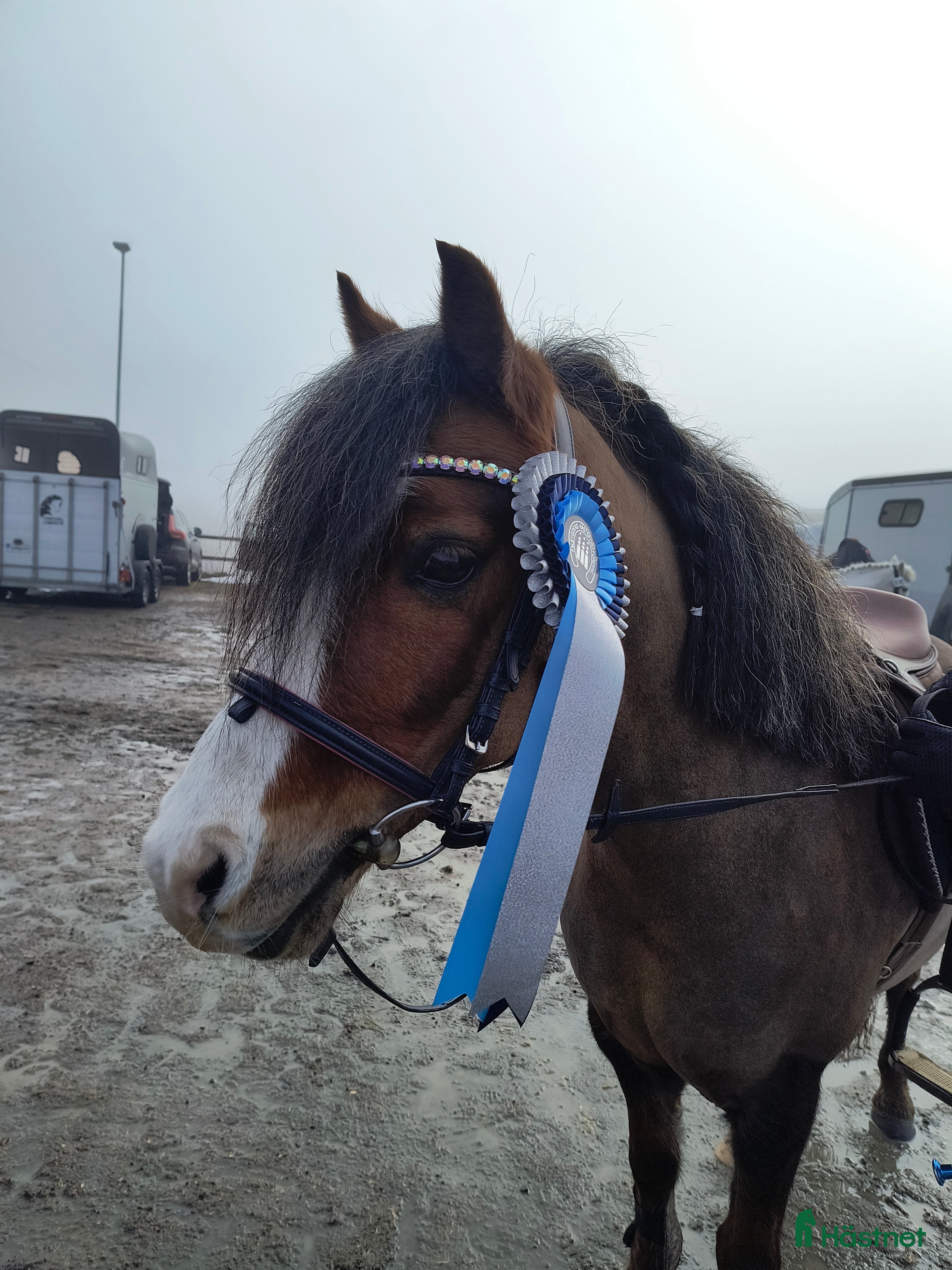  hästar Welsh mountain sto med utstrålning - Annons 1