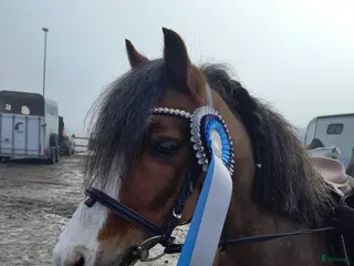 hästar Welsh mountain sto med utstrålning - Annons 1