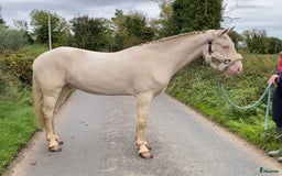 Hoppning hästar till salu: Selection of Irish ponies i Ljungby - Annons 12